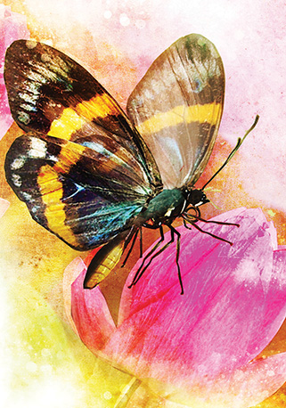 Butterfly affirmations sample 1