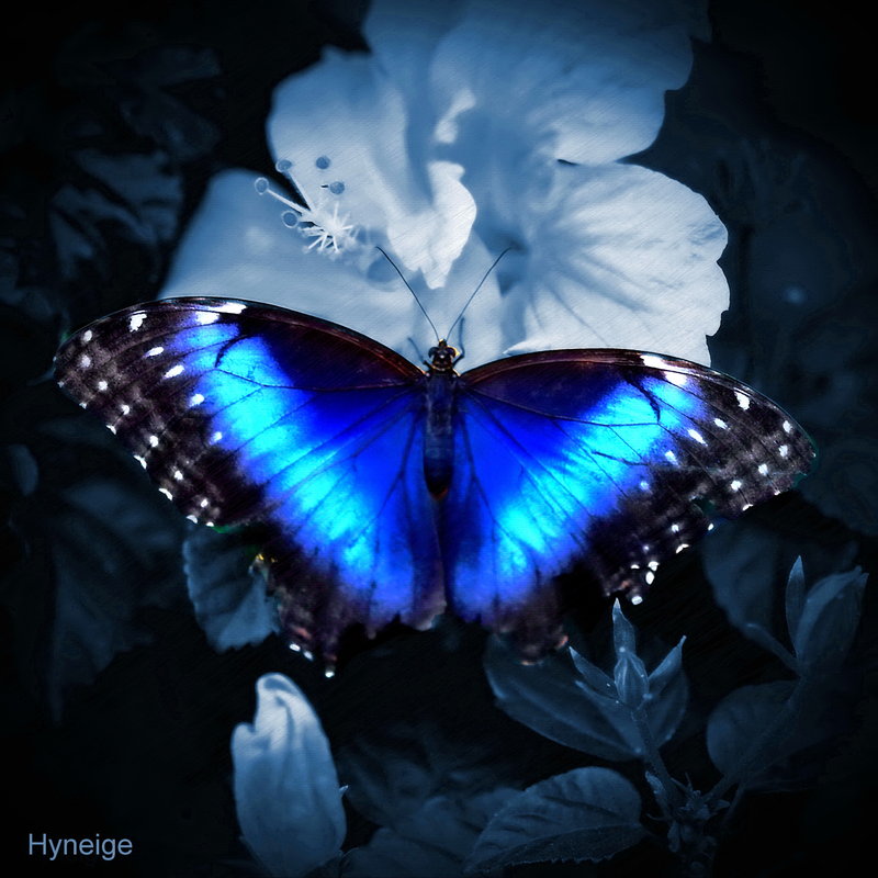 Papillon bleu sur clair de lune by hyneige d4wxa70