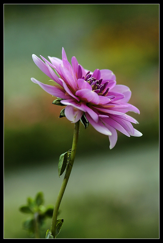 Punaise sur fleur mauve 1